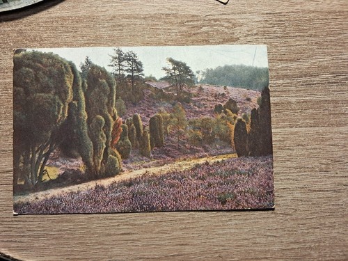Foto lüneburger heide - ak,
